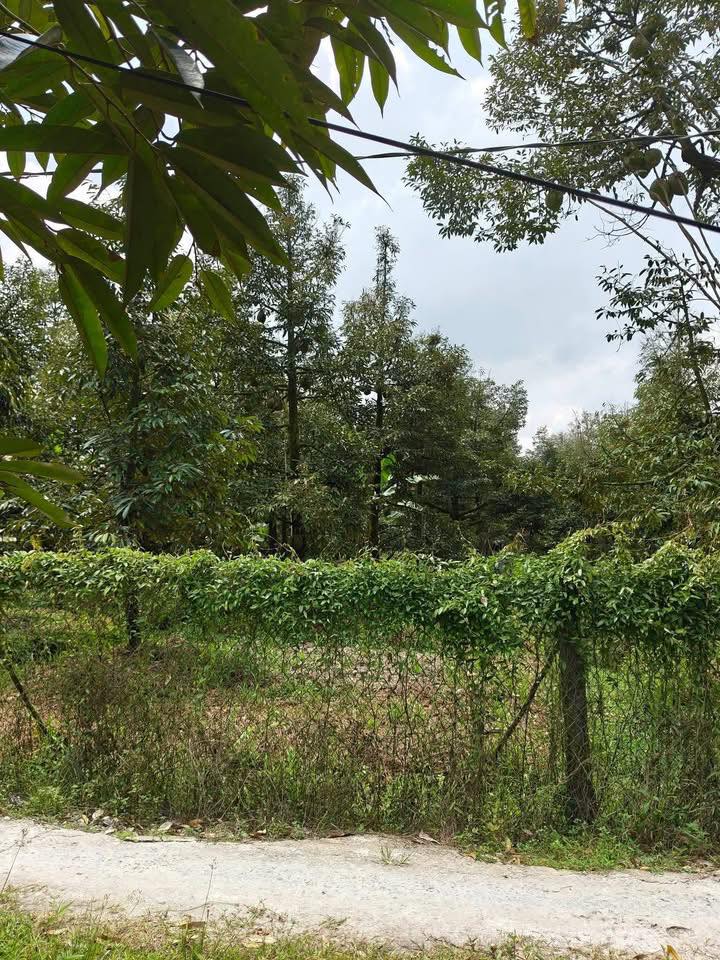 Đất nền Cai Lậy 5200m² giá 4 tỷ - Tiềm năng tăng giá vượt trội!