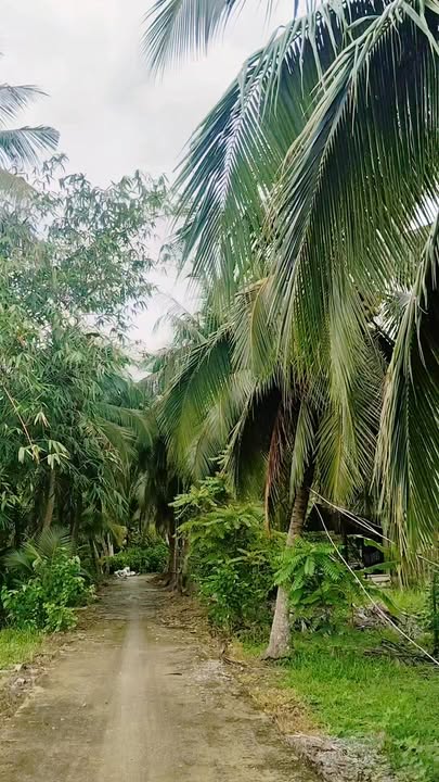 Đất nền Sổ hồng sẵn, 195m² tại Cai Lậy, Tiền Giang - Giá chỉ 380 triệu