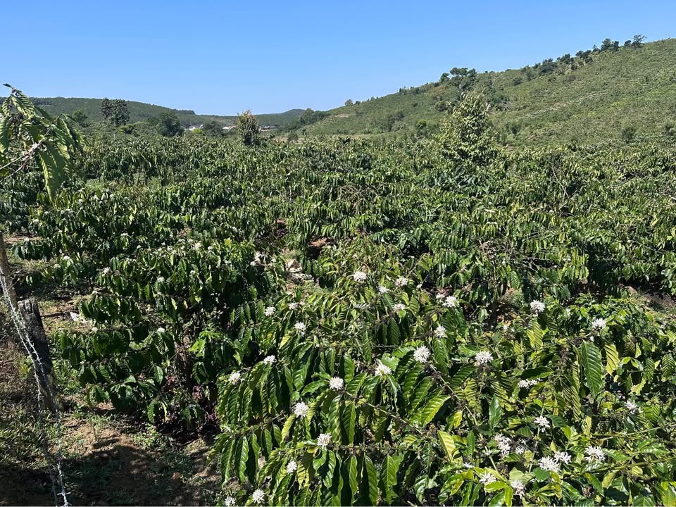 Đất nền Gung Ré Di Linh 3600m² - Sổ đỏ chính chủ, tiềm năng sinh lời!