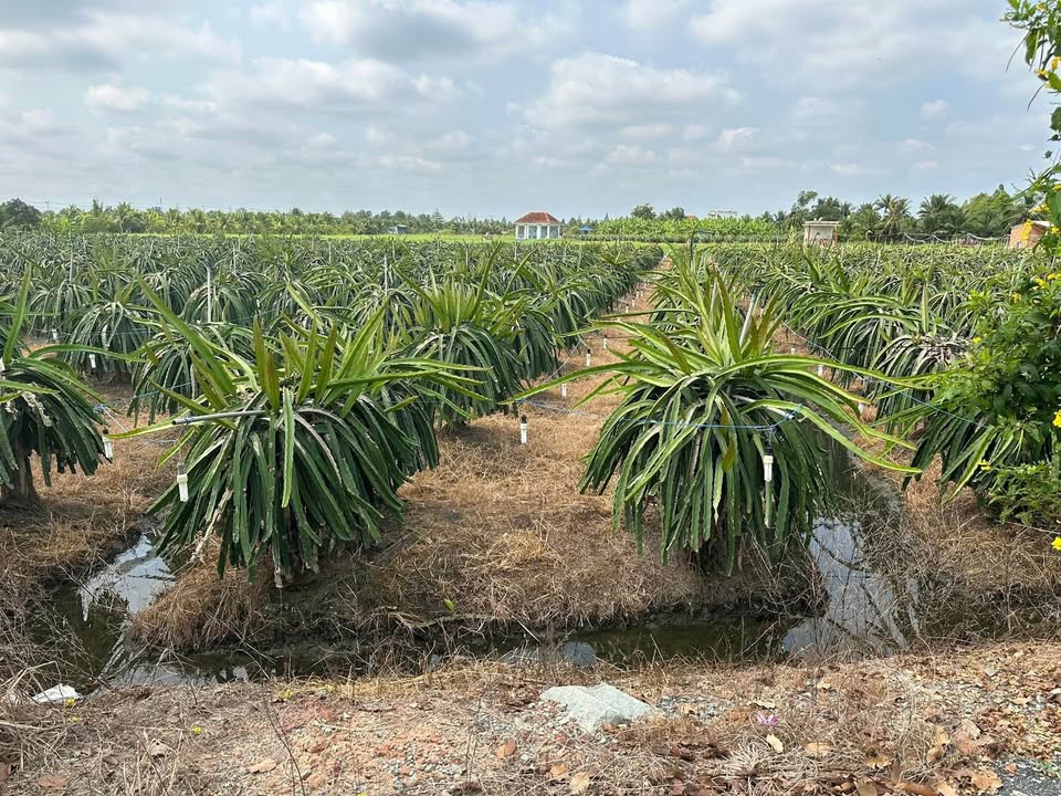 Bán gấp đất lúa 1020m² mặt tiền Trần Văn Ngà, Tân An, Long An - Giá 2.3 tỷ