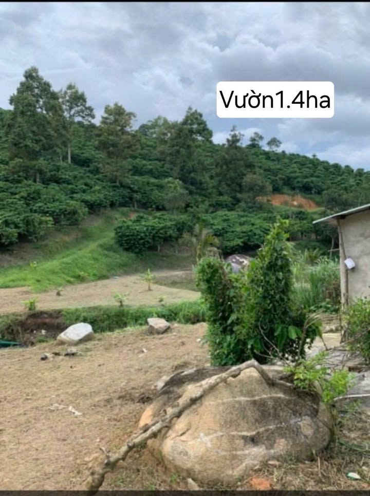 Bán Gấp 1.4ha Đất Vườn Lộc Nam, Bảo Lâm - Sổ Đỏ, Giá Đầu Tư 300tr/sào