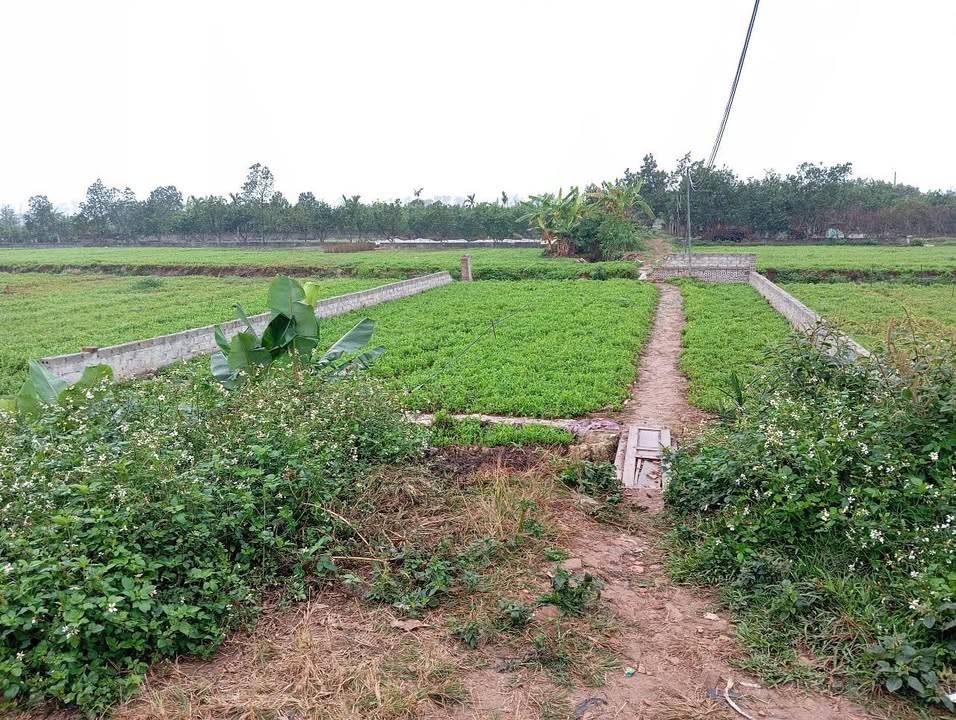 Đất nền Kim Động 200m² - Sổ đỏ sẵn sàng, giá hơn 3 tỷ