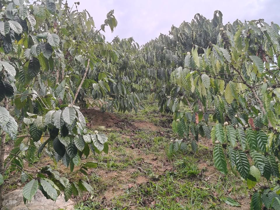 Đất vườn Liêng Srônh, Đam Rông 3240m² - Cơ hội đầu tư dài hạn!