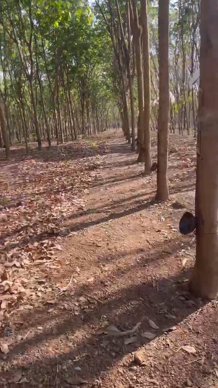 Rẫy Cao Su Tiến Hưng, Đồng Xoài 2.844ha - Sổ đỏ chính chủ!