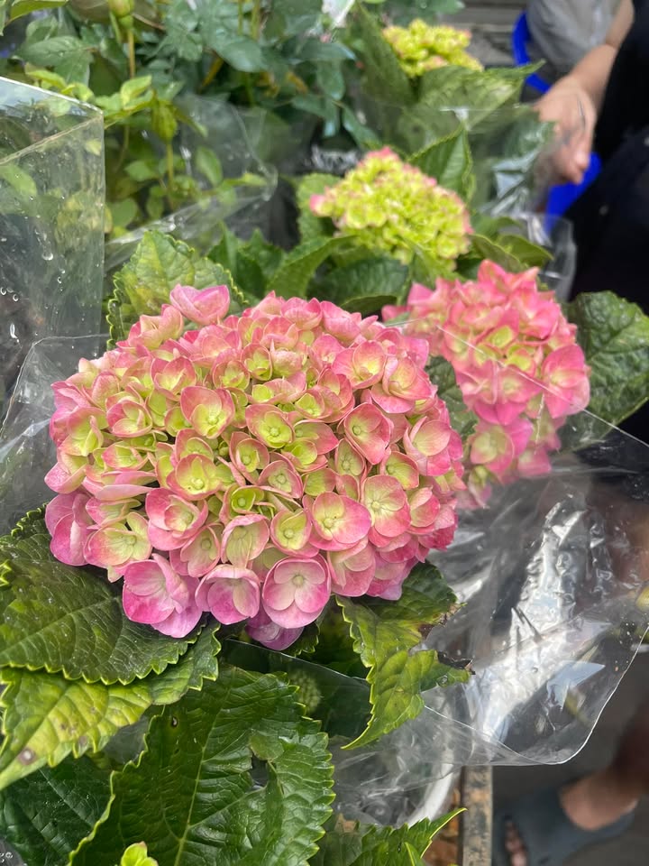 Phòng Trọ Trường Chinh Quảng Ngãi 1.5 Triệu – Sân Vườn Độc Lập!