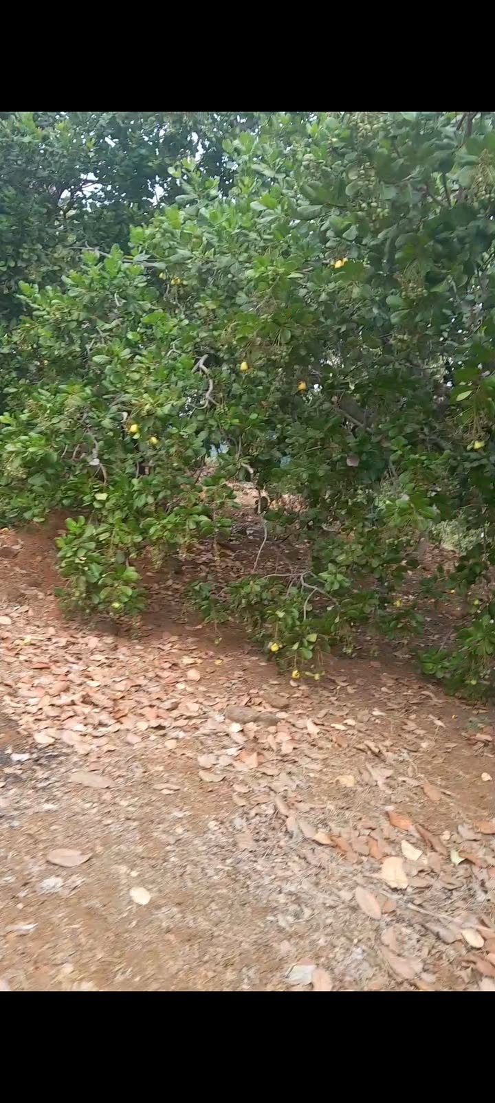 Bán Gấp Đất Điều 10.000m² Bình Phước - Sẵn Thu Hoạch