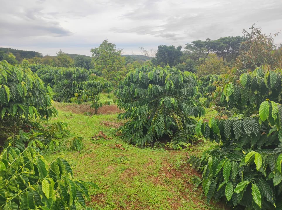 Đất Nền 4ha Gần Kiến Đức, Đắk Nông - Tiềm Năng Sinh Lời Bền Vững!