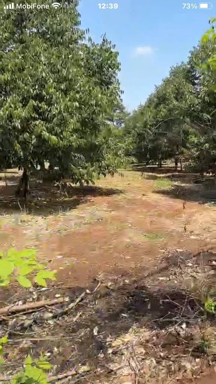 Đất nền Xuân Tây Cẩm Mỹ 300m² - Sổ hồng chính chủ!