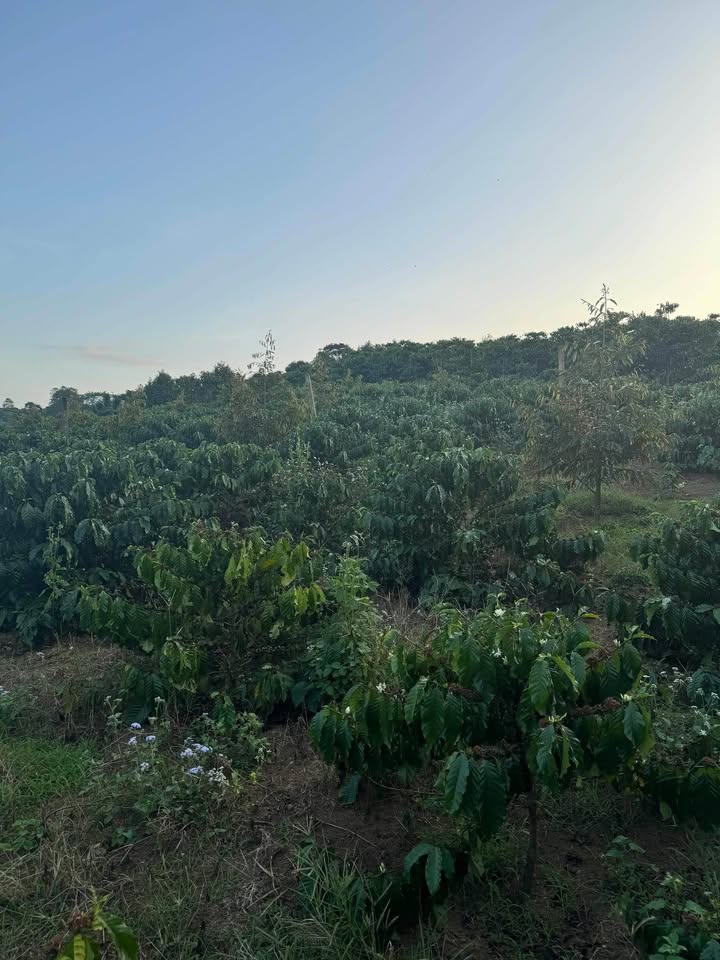 Đất nền Lộc Đức, Bảo Lâm 9528m² - Tiềm năng tăng giá vượt trội!