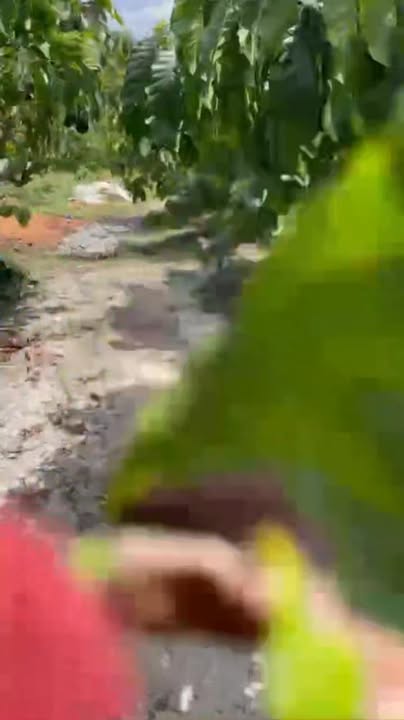 Đất Nền Hòa Bắc, Bảo Lộc 3.6ha Giá 4 Tỷ - Pháp Lý Rõ Ràng!