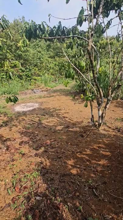 Bán Đất Nền 360m² Phường Lộc Sơn, Bảo Lộc - Sổ Hồng Sẵn Sàng