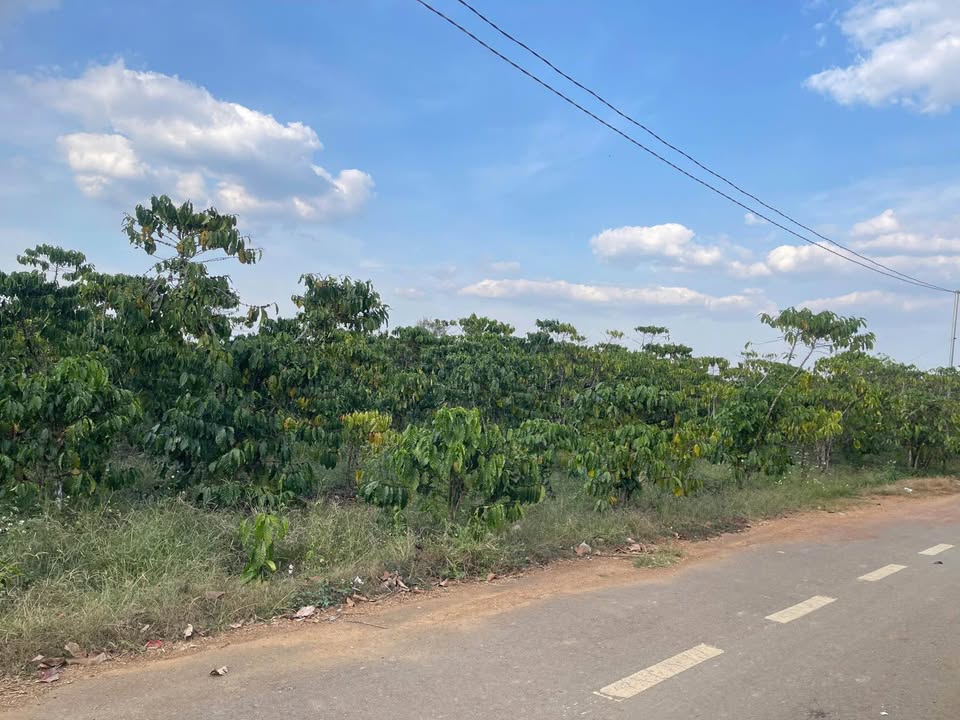 Đất nền Lộc An, Bảo Lâm 1065m² - Sổ đỏ chính chủ, full thổ cư!