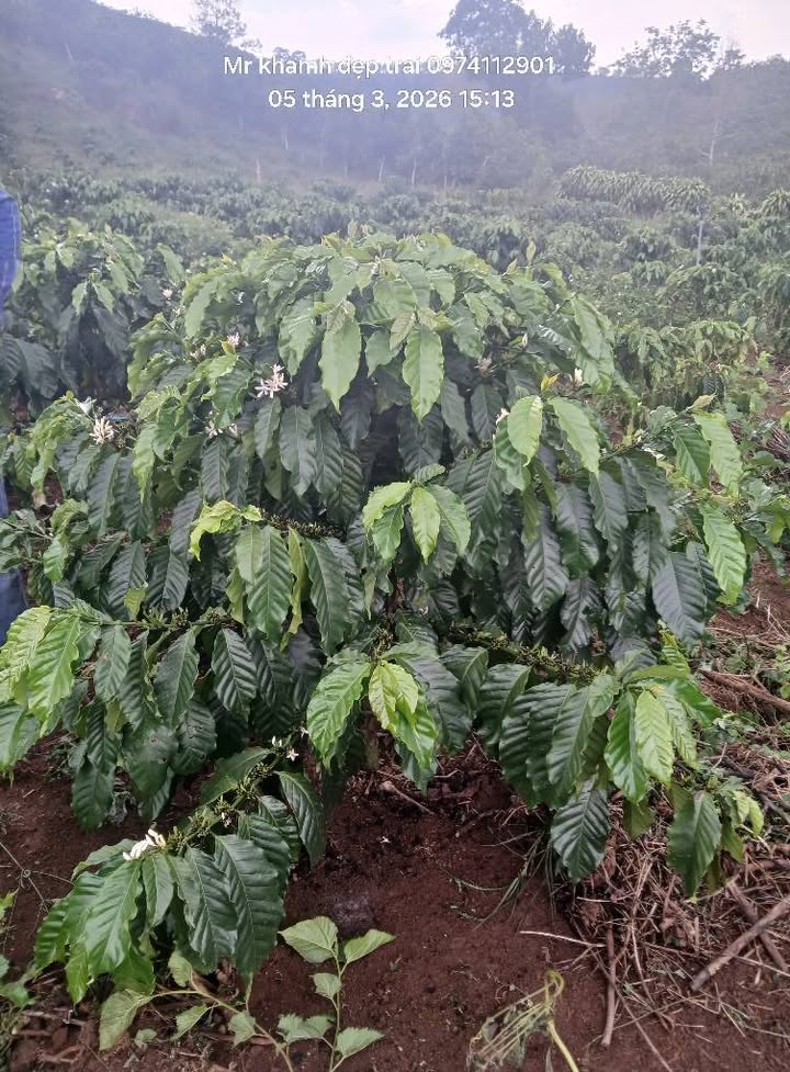 Đất nền Thôn 10, Bảo Lộc 1477m² - Sổ đỏ chính chủ, công chứng ngay!