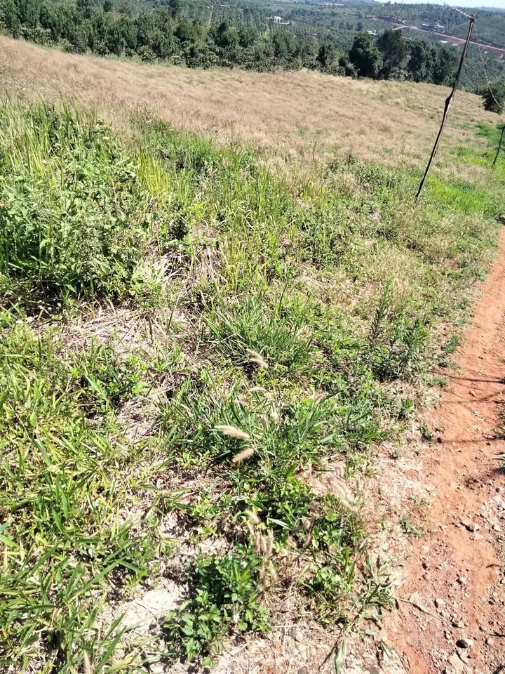 Bán Đất Quảng Tâm Tuy Đức Đắk Nông 1.3ha Sổ Đỏ, Mặt Tiền Đường Thông Giá 1.5 Tỷ