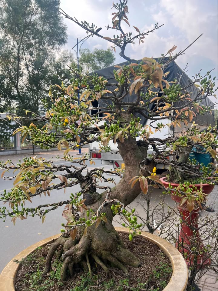 Nhà nguyên căn Tam Phước, Biên Hòa - Sẵn sàng ở ngay!