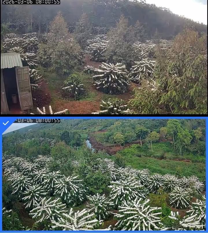 Bán Gấp Farm 10.360m² Đắk Lắk - 900 Cây Cafe, Sẵn Sàng Sinh Lời