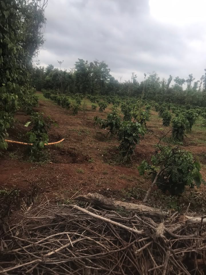 Bán Đất 3600m² Xã Ea Ning, Cư Kuin - Giá 1.2 Tỷ Đầu Tư Hời