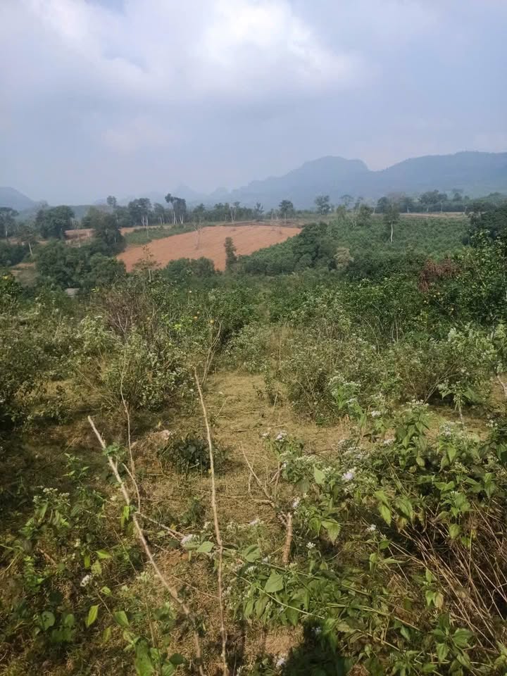 Đất Rừng Sản Xuất Lạc Sơn 22000m² - Đầu Tư Nghỉ Dưỡng/Trang Trại Hấp Dẫn