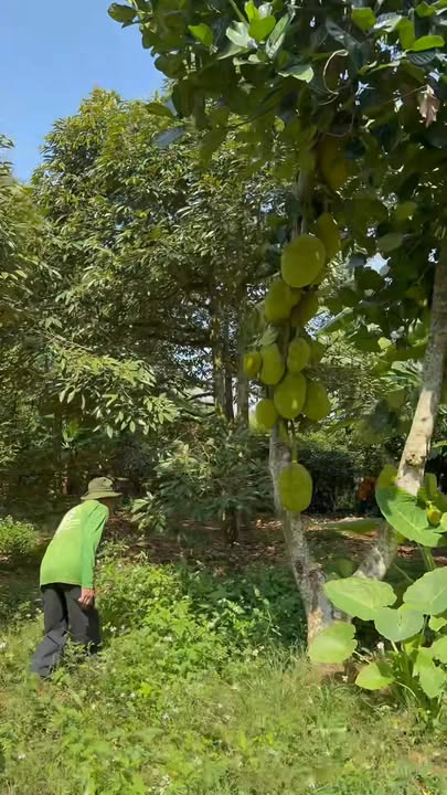 Đất nền Trà Cổ 1100m² giá 1.7 tỷ - Tiềm năng tăng giá vượt trội!