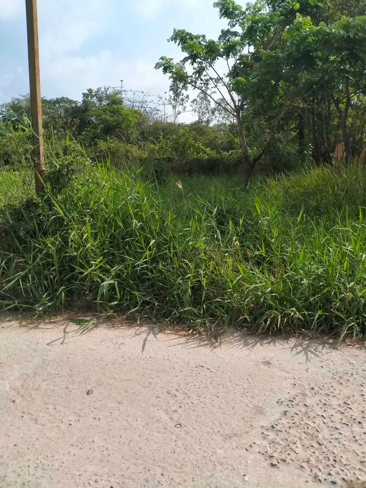 Bán Nền Đất Long Phú, Tân Châu, AG - 74m² - Giấy Tay - 230 Triệu