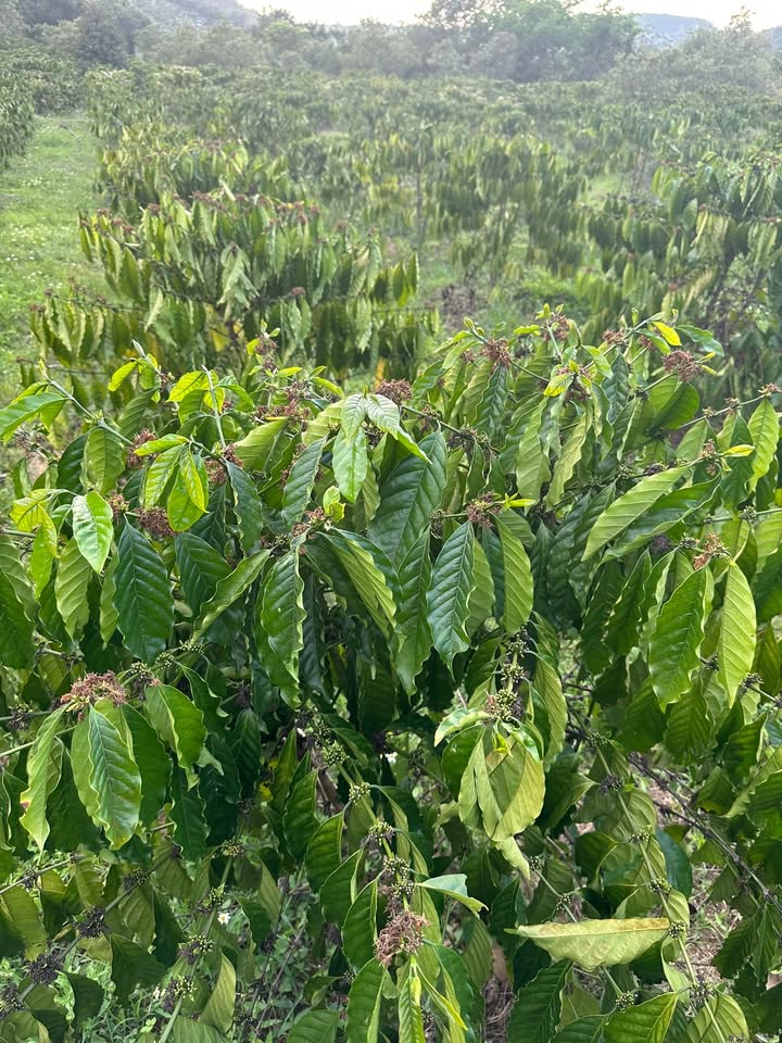 Bán Đất Đắk Mil 11.000m² Sổ Đỏ Chính Chủ - Giá Tốt 1.55 Tỷ