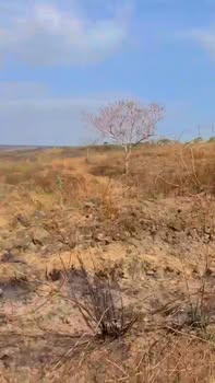 Đất Nền Đắk Lắk: 4.9ha Sổ Đỏ Ea Ven, Ea H'Leo - Chỉ 399tr/ha, Tiềm Năng Mở Rộng