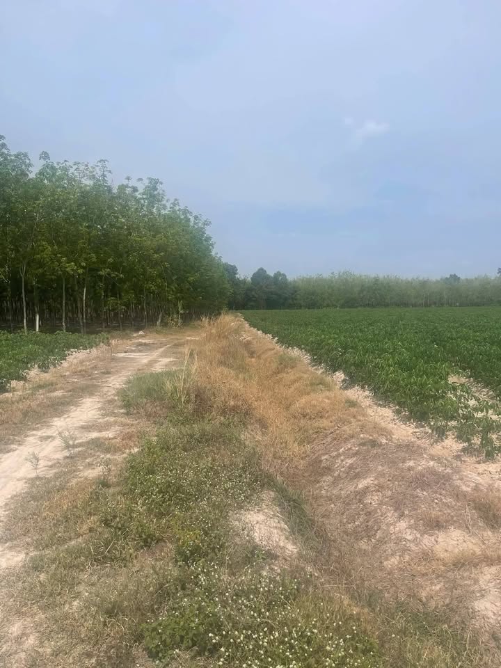 Bán Gấp Đất Vườn Phước Trung, Tây Ninh 21.600m² - Giá Đầu Tư 600 Triệu