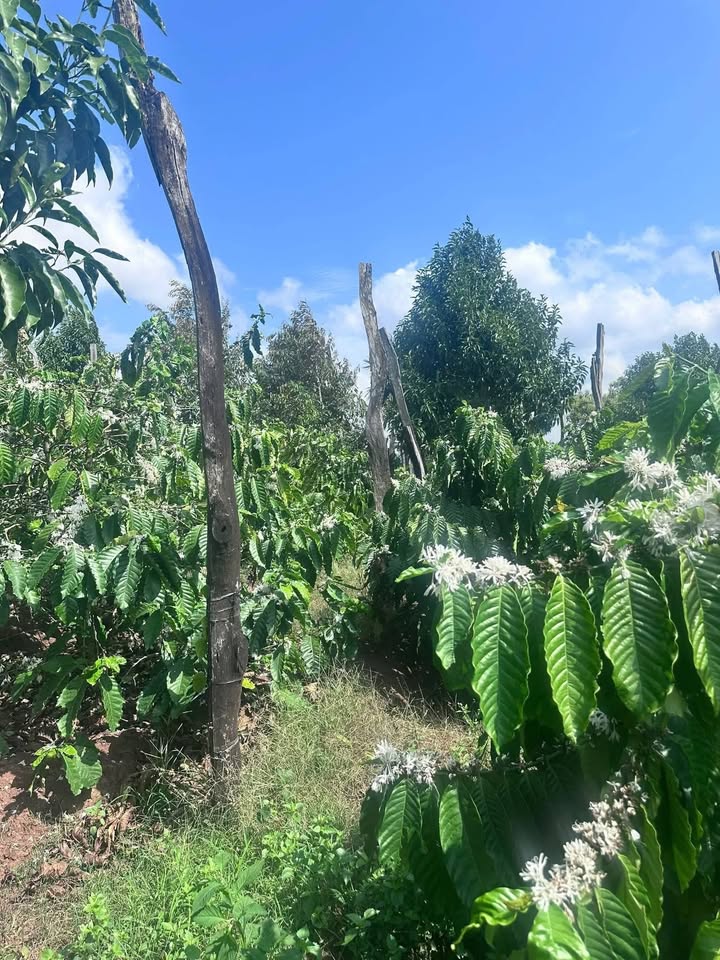 Bán Đất Buôn Hồ 7920m² - 1.6 Tỷ, Kinh Doanh Cà Phê Sầu Riêng