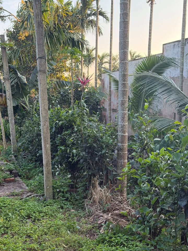 Đất nền Ea Ngai 1312m² - Sổ đỏ chính chủ, xây dựng tự do!