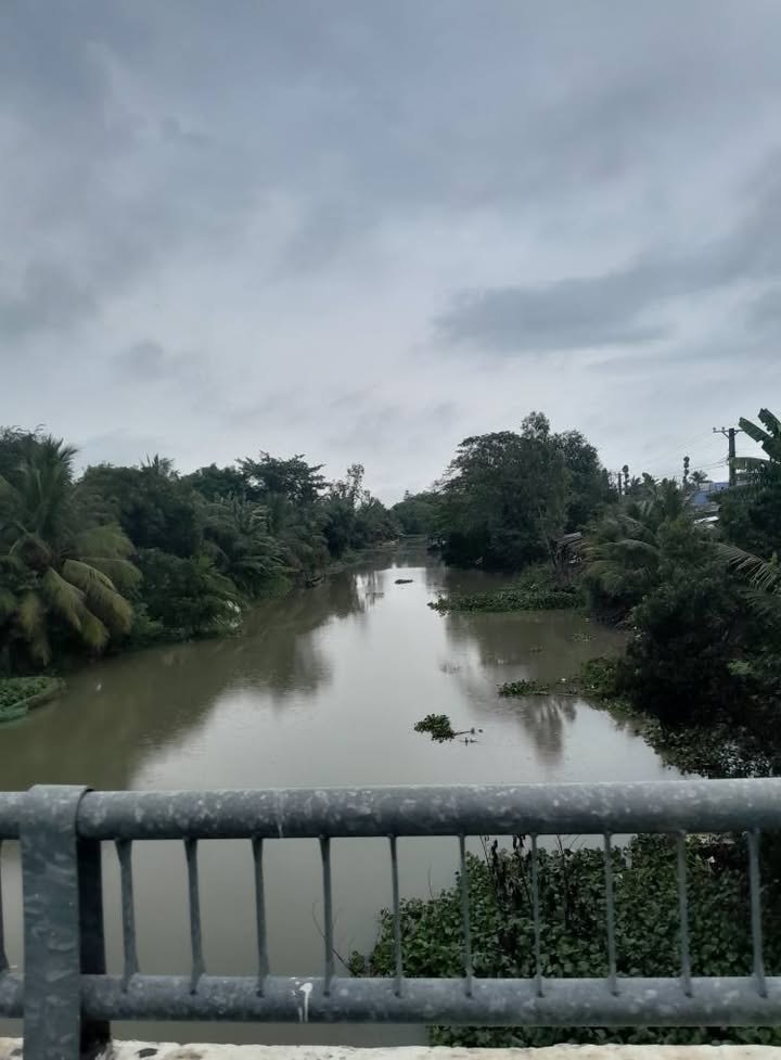 Bán Đất Lúa 28 Công Vĩnh Hanh, Châu Thành AG - Lộ Đan, Sông Lớn, Xà Lang