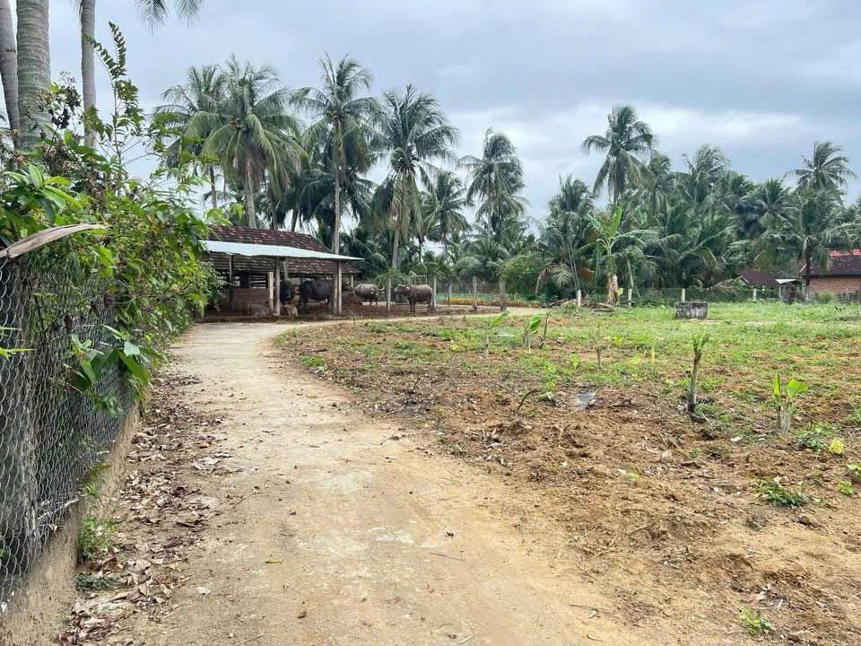 Đất nền Hội Phú, Phù Mỹ 130m² giá 139 triệu - Sổ đỏ chính chủ!