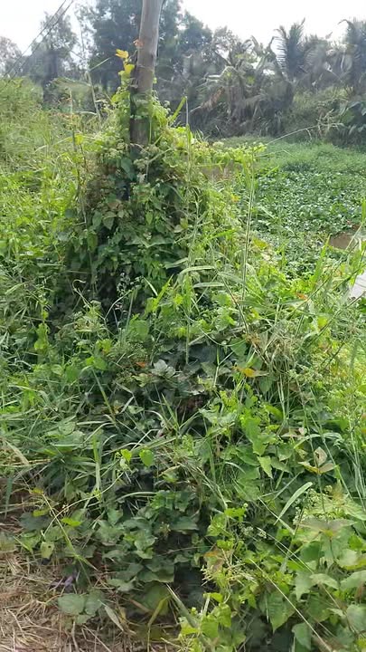 Đất nền Xã Thạnh Hòa Bến Lức 1000m² chỉ 1.1 tỷ - Tiềm năng tăng giá!