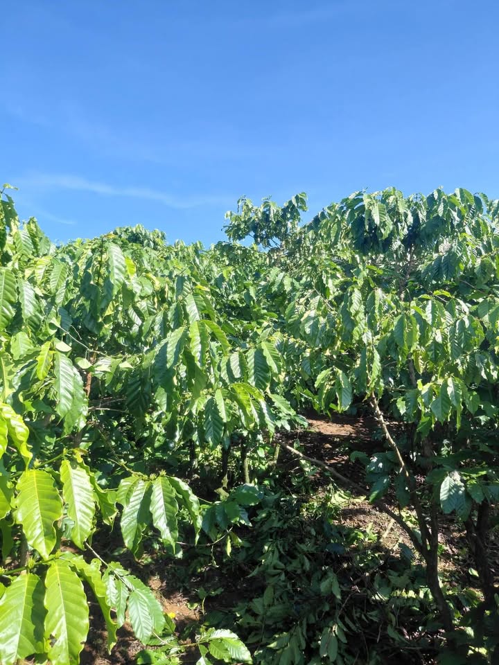 Bán Gấp Đất Vườn 2.1ha Lộc Thắng, Bảo Lâm - Sổ Đỏ Sẵn Sàng