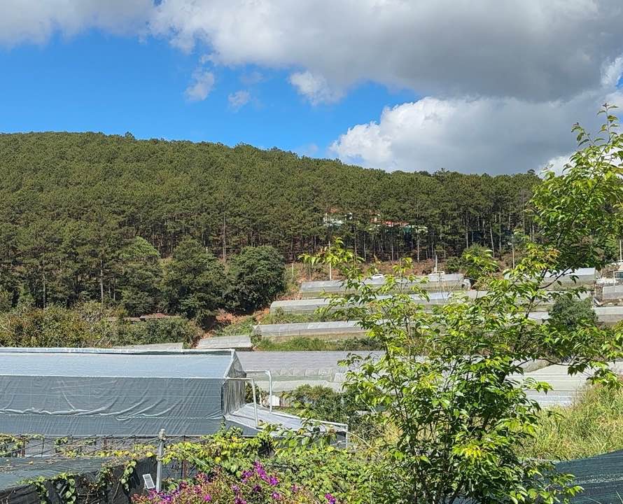 Đất nền Phường 5 Đà Lạt 1000m² - Sổ đỏ sẵn, xây dựng tự do!