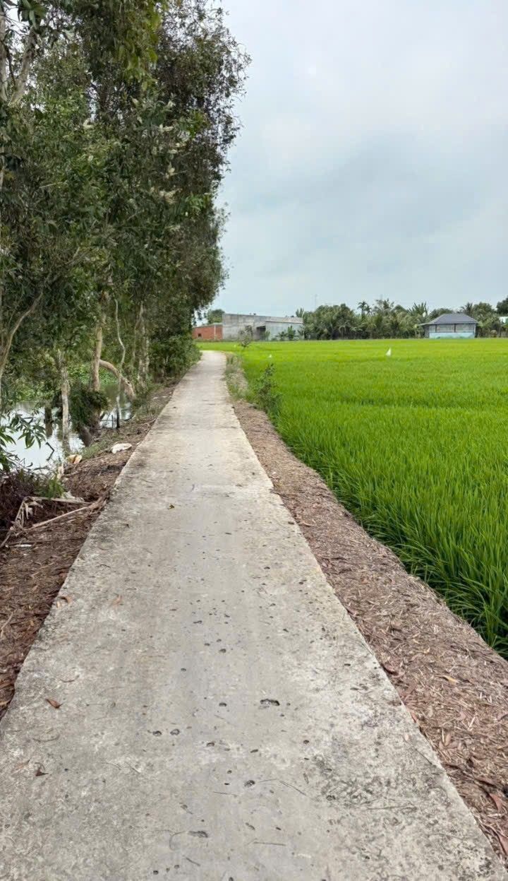 Đất Ruộng Tân Hiệp Kiên Giang 11664m² - Tiềm năng tăng giá vượt trội!