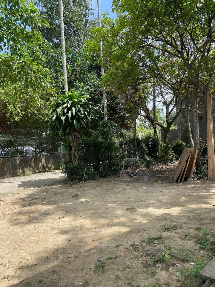 Đất nền Hoàng Văn Thái 127.2m² - Sổ đỏ chính chủ, xây dựng tự do!