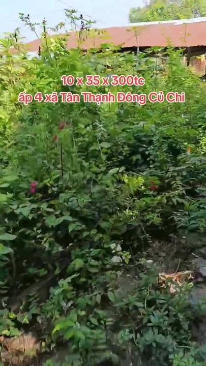 Bán Đất Tân Thạnh Đông Củ Chi 350m² - Quy hoạch Dân cư, Gần KCN Cơ khí Ô tô