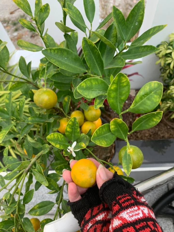 Đất nền 282m² 2 mặt tiền Ngô Quyền, Tây Ninh - Sổ đỏ sẵn sàng