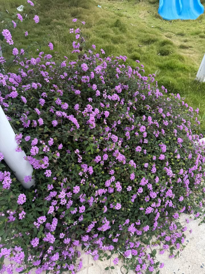 Nhà nguyên căn Hai Bà Trưng Đà Lạt 170m² - Mặt tiền kinh doanh!