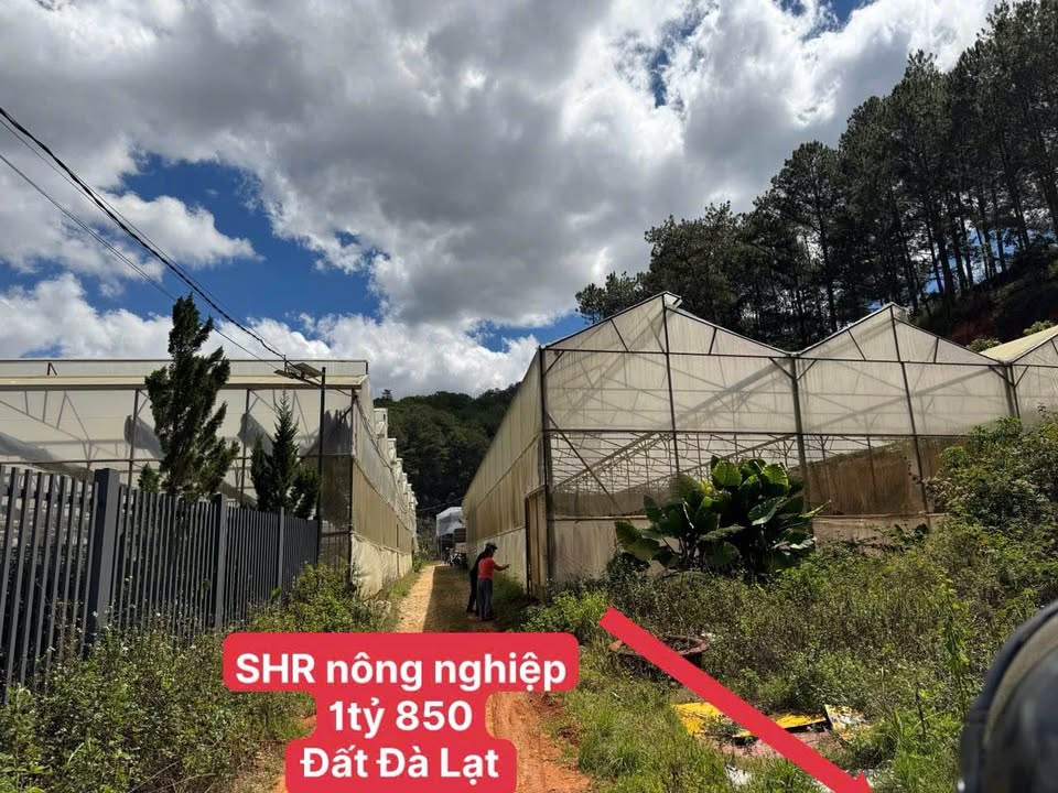 Đất nền Phường 3 Đà Lạt 569m² - Sổ đỏ chính chủ, view rừng thông!