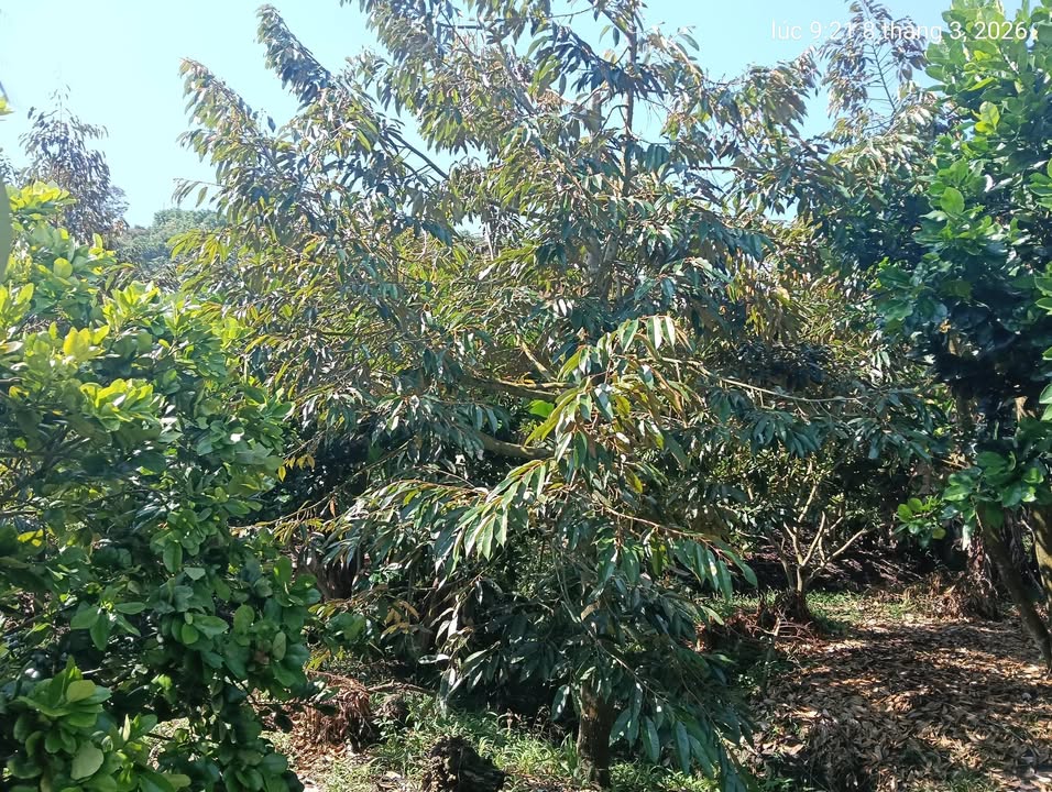 Bán Gấp 3600m² Đất Bảo Lâm, Lâm Đồng - Mặt Tiền Đường Nhựa 10m, Sổ Hồng Thổ Cư