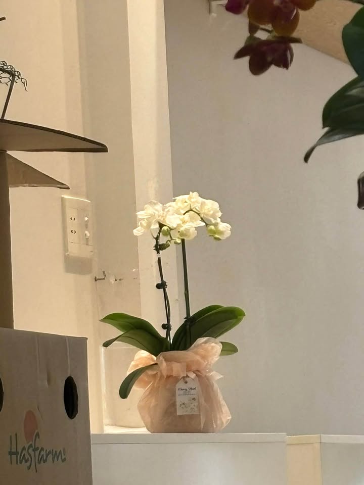 Đất Nền Ea Pok, Đắk Lắk - 150m² Sổ Đỏ TC100%, Giá 1.76 Tỷ