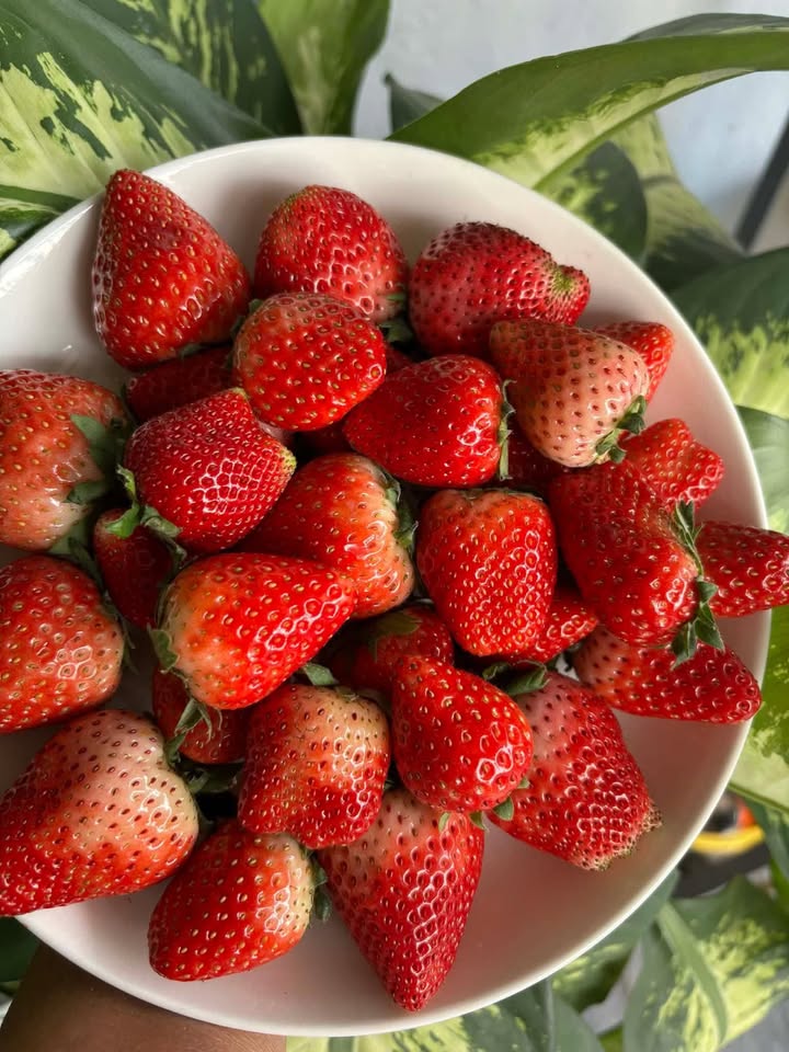 Đất nền QL80 Phú Tân 115m² 270 triệu - Sổ đỏ chính chủ