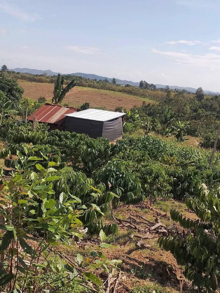 Đất Vườn Lâm Hà 11000m² 1.1 Tỷ - Sinh Thái Xanh, Có Nhà Sẵn!