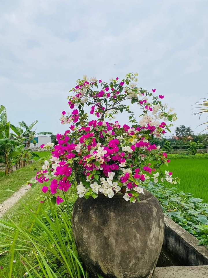 Bán đất Xã Công Liêm, Nông Cống 175m² - Lô trục chính, gần KCN