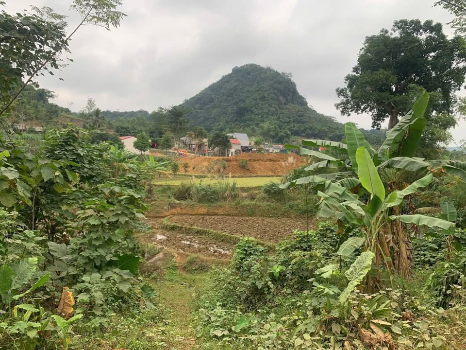 Bán Đất Thạch Thành, Thanh Hóa 4000m² - Sổ Đỏ Rõ Ràng, Giá Cắt Lỗ 1.3 Tỷ