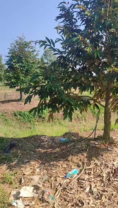 Vườn Sầu Riêng Đa Kai 10.000m² - Giá Tốt, Sinh Lời Bền Vững!