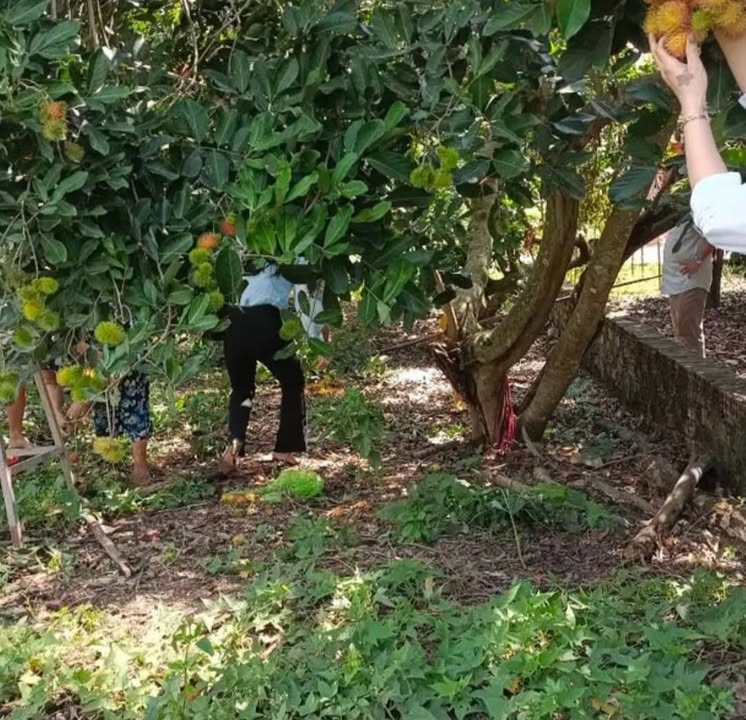 Đất Vườn 1200m² Sổ Hồng Sẵn - Đường 18m Thủ Đức - 550 Triệu