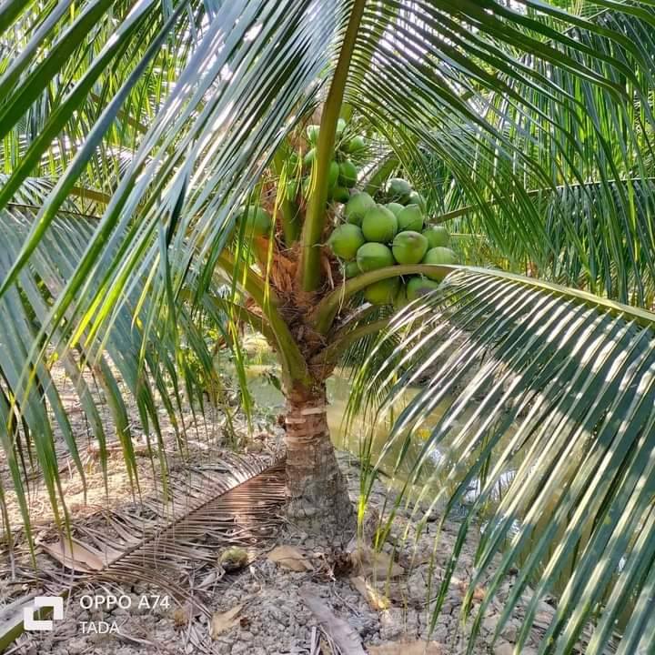 Bán Gấp 13.400m² Đất Dừa Xiêm Bầu Vĩnh Long - Thu Nhập 20-30 Triệu/Tháng