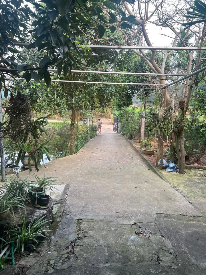 Trang Trại Mili - Vườn Nhà 1300m² Tại Phố Lu, Lào Cai - Giá 9xx Tỷ